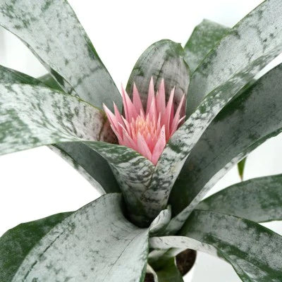 Αιχμέα - Aechmea fasciata - Image 2