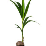 Κοκοφοίνικας - Cocos Nucifera