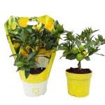 Citrofortunella (Λεμονιά μίνι)