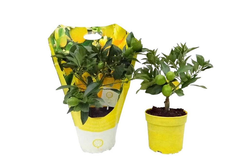 Citrus-Limequat-Limon-_Lara_-mini-stem_1024x1024_d216b135-cffd-4888-8327-3b470a39fe05.jpg Citrofortunella (Λεμονιά μίνι) - Image 1
