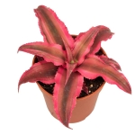 Cryptanthus 'rubin star'