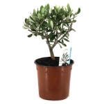 Ελιά Μίνι – Olea europaea Mini
