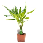 Dracaena Fragrans. ...mix 3