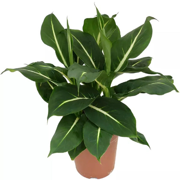 Dieffenbachia-overig-Green-Magic-a2.jpg Διφενμπάχια - Dieffenbachia Green Magic - Image 1