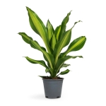 Dracaena fragrans ‘Charley’