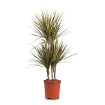Δράκενα - Dracaena Marginata Bicolor