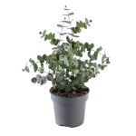 Eucalyptus cinerea - Ευκάλυπτος