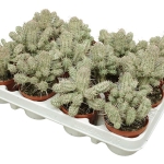 Euphorbia mammillaris f. variegata