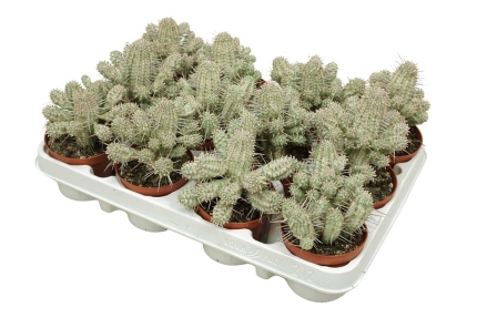 Euphorbia mammillaris f. variegata