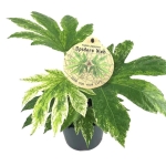 Fatsia 'Variegata'