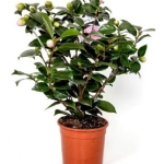 Καμέλια - Camellia Japonica
