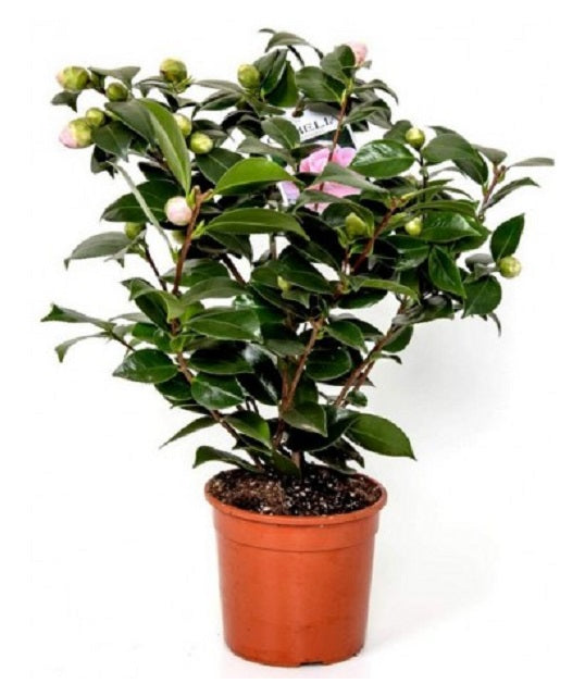 Fyta-kamelia.jpg Καμέλια - Camellia Japonica - Image 1