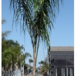 Φοίνικας αρεκάστρουμ - Arecastrum