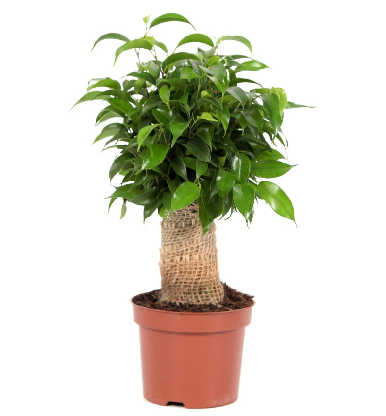 IMG_0324-n.jpg Φίκος – Mπέντζαμιν Natasja jute - Image 1