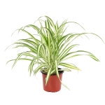 Chlorophytum - Χλωρόφυτο