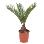 Φοίνικας Τσίκας - Cycas revoluta