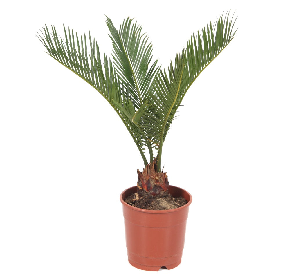 IMG_1294-n.jpg Φοίνικας Τσίκας - Cycas revoluta - Image 1