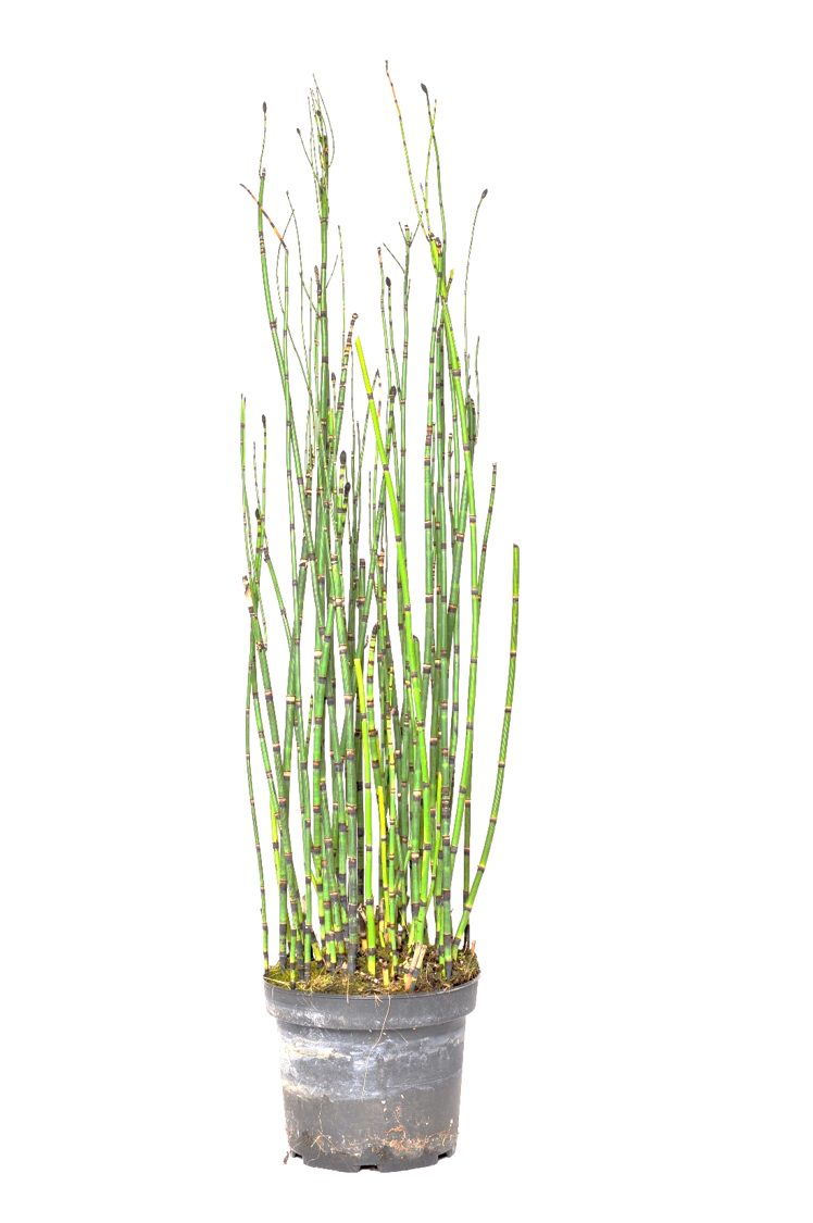 Inflexible.png Equisetum - εκουιζέτ - Image 1