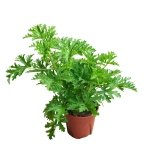 Citronella - Σιτρονέλα - Image 2