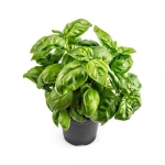 Basilicum pesto - Βασιλικός pesto