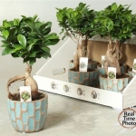 Ficus Mi Ginseng Ceramic Bonsai