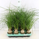 Beaucarnea Recur mini - Μπουκαρνέα