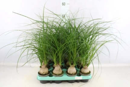 Beaucarnea Recur mini - Μπουκαρνέα