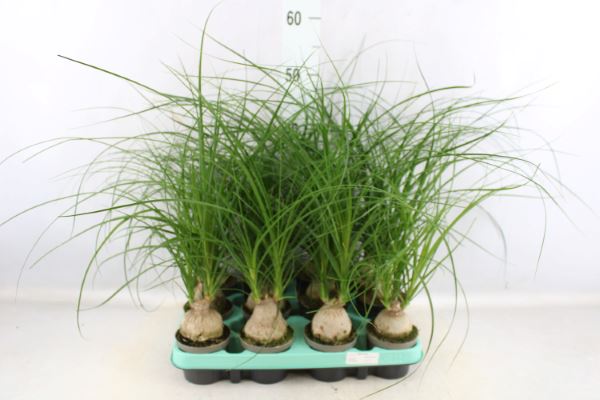 a7849c97-d67f-4159-bbbc-7fb81e92637b.jpg Beaucarnea Recur mini - Μπουκαρνέα - Image 1