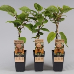 Actinidia deliciosa 'Hayward' - Ακτινίδιο