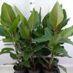 Ficus Benghalensis 'joy'