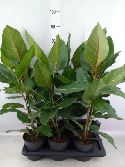 Ficus Benghalensis 'joy'