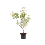 Acer negundo 'Flamingo