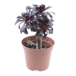 Αιώνιο - Aeonium Arboreum black - Image 2