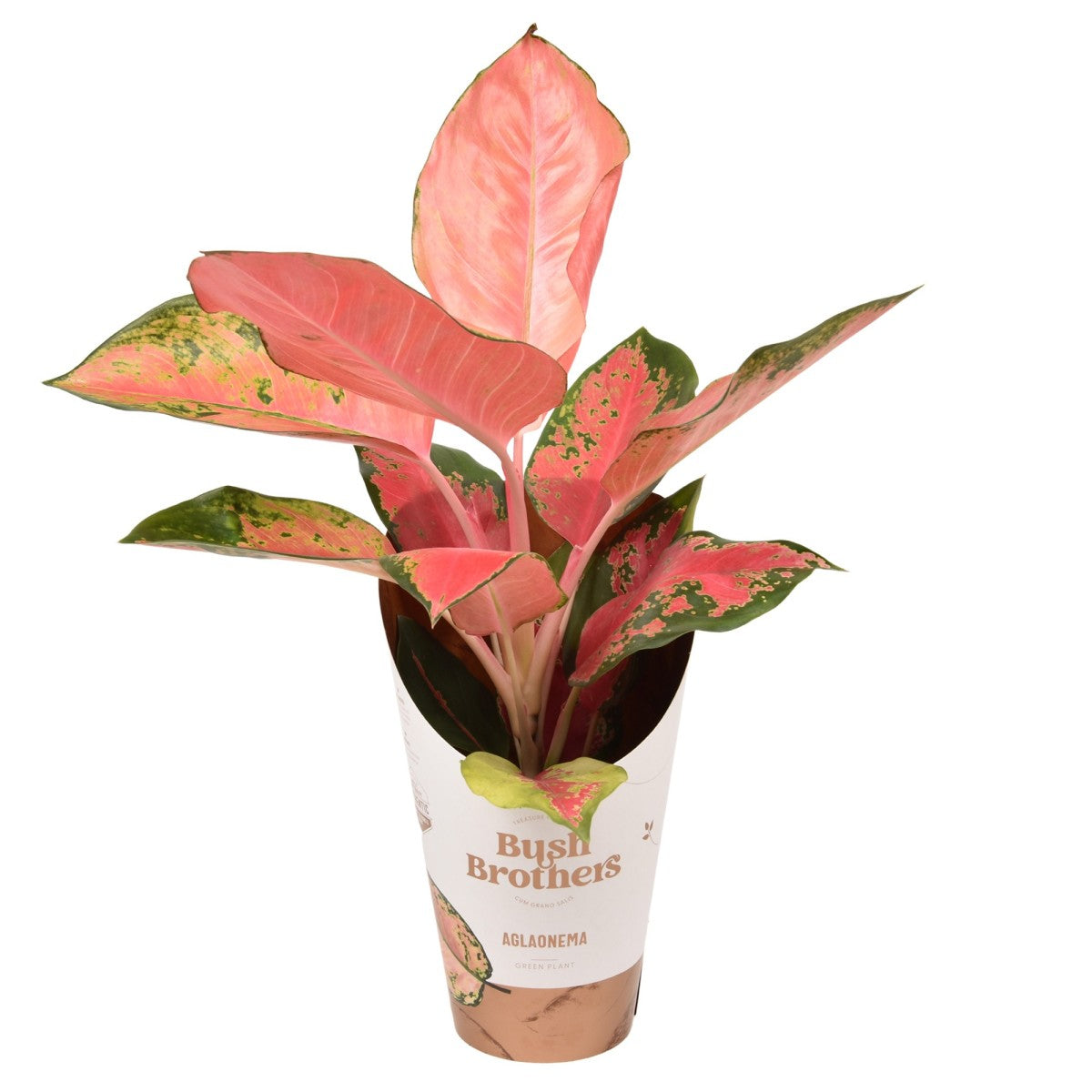 aglaonima-orange-star.jpg Αγλαόνημα - Aglaonema "Red Cherry" - Image 1
