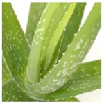 Αλόη - Aloe vera