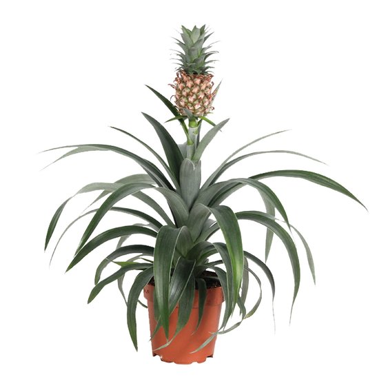 ananas-greenart.jpg Ananas Mi Amigo - Ανανάς - Image 1