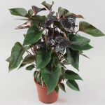 Ανθούριο μαύρο - Anthu Black Love