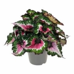 Begonia Bd 'purple Blush - Image 2