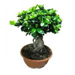 Φίκoς Ginseng Bonsai