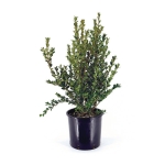 Buxus θάμνος