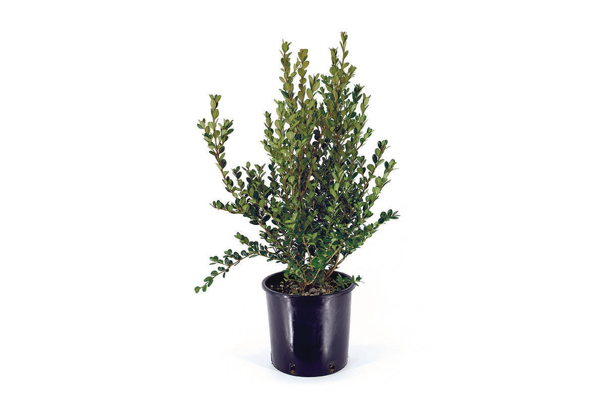 buxus.jpg Buxus θάμνος - Image 1