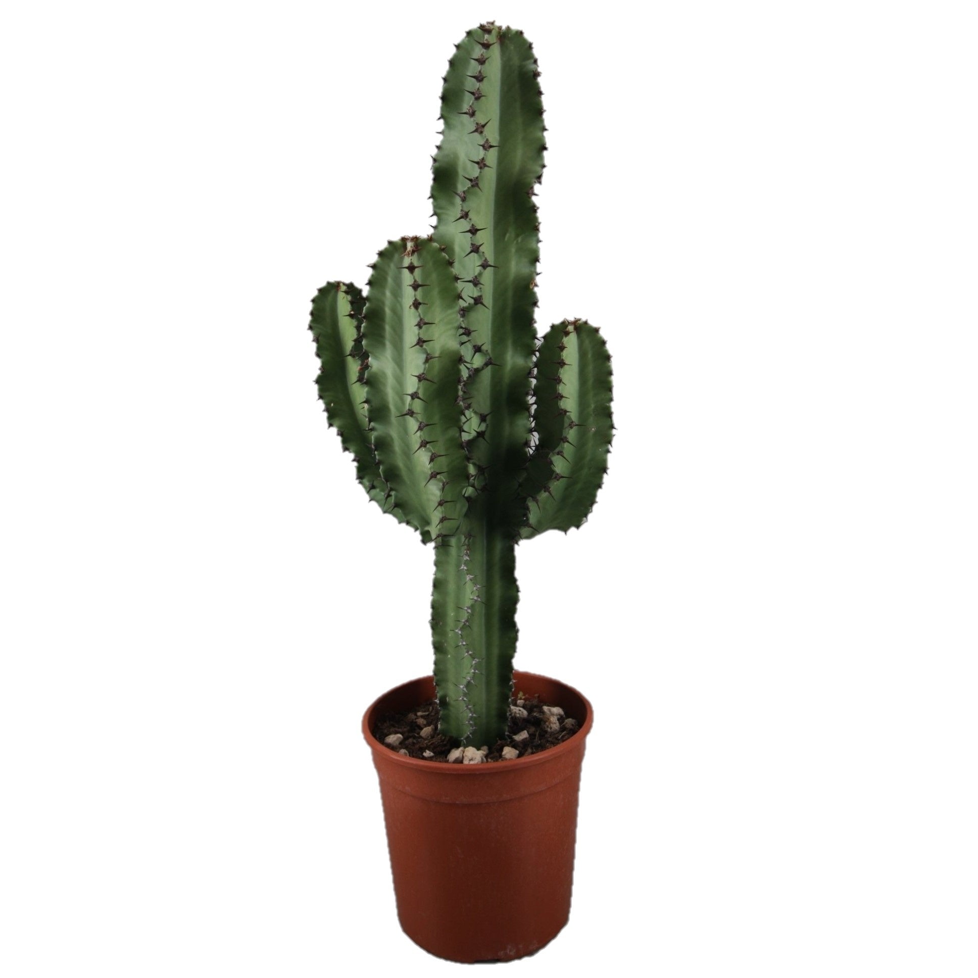 cactus-euphorbia-ingens-euphorbia-ingens-cowboy-ca.jpg Εφορμπια - Euphorbia ingens - Image 1
