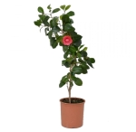 Καμέλια - Camellia Japonica - Image 2