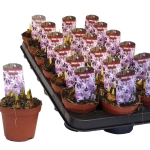 Chionodoxa Sneeuwroem Rosea Lila