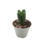 Crassula ‘Buddha’s - Κρασούλα