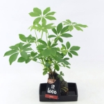 Σεφλέρα - Arr. Kamerplant Groen H% Lova Schefflera