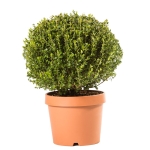 Buxus Palla - Μπούξους μπάλα