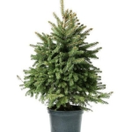 Έλατο - Abies Nordmanniana