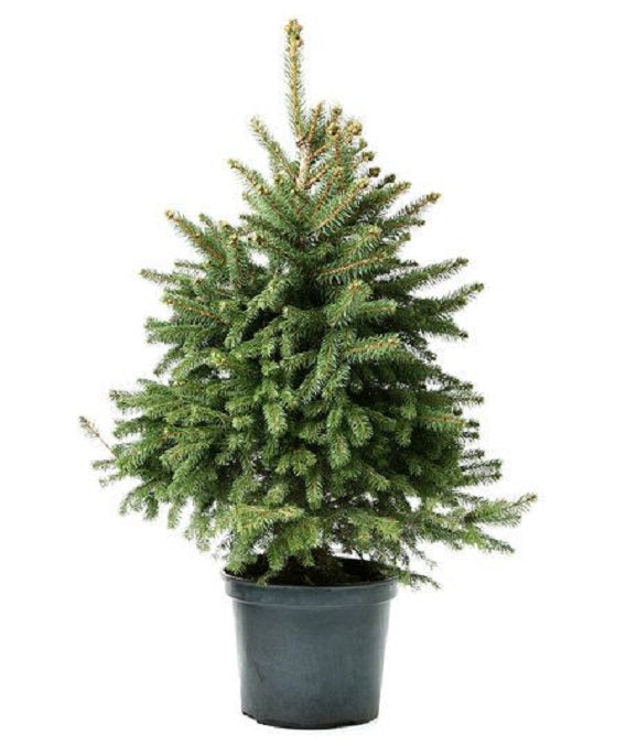 dfbb7788de07ee889bd09d7b98b8635f.jpg Έλατο - Abies Nordmanniana - Image 1