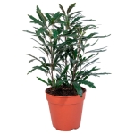 Σεφλέρα - Dizygotheca elegantissima 'Castor' Schefflera